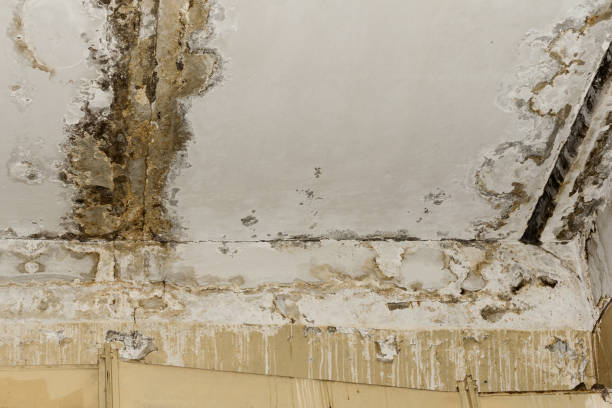Best Crawl Space Mold Remediation  in Ntgomery City, MO