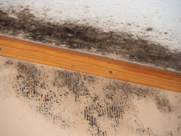 Mold Odor Removal Services in Montgomery City, MO
